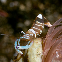 Ancylomenes magnificus (Magnificent Anemone Shrimp)