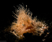 Antennarius striatus (Striated Frogfish)