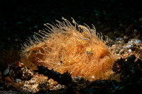 Antennarius striatus (Striated Frogfish)
