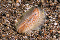 Chloeia amphora (Amphora Fireworm)