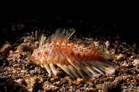 Chloeia amphora (Amphora Fireworm)
