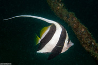 Heniochus diphreutes (Schooling Bannerfish)