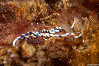 Caloria indica (Indian Caloria)