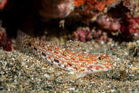 Istigobius ornatus (Ornate Sandgoby)
