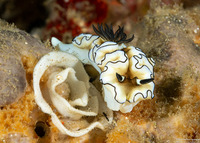 Doriprismatica atromarginata (Dark Margin Glossodoris)