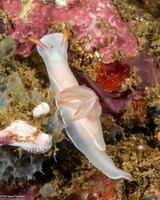Hypselodoris bullockii (Bullock's Hypselodoris)