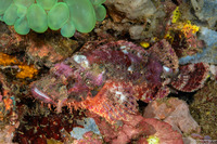 Scorpaenopsis oxycephala (Tasseled Scorpionfish)