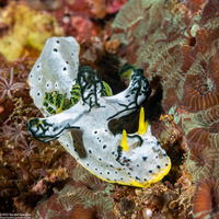 Notodoris  serenae (Gray Norse God)