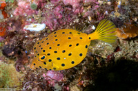 Ostracion cubicum (Yellow Boxfish)