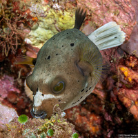 Arothron nigropunctatus (Blackspotted Puffer)