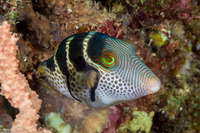 Canthigaster valentini (Black-Saddled Toby)