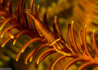 Laomenes sp.1 (Crinoid Shrimp)
