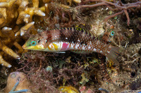 Halichoeres nebulosus (Nebulous Wrasse)