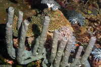 Haliclona fascigera (Haliclona Fascigera)