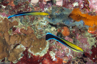 Labroides dimidiatus (Bluestreak Cleaner Wrasse)