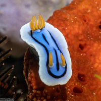 Chromodoris lochi (Loch's Chromodoris)