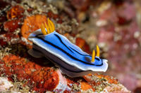 Chromodoris lochi (Loch's Chromodoris)
