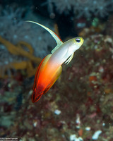 Nemateleotris magnifica (Fire Dartfish)