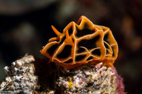 Reticulidia halgerda (Reticulidia Halgerda)