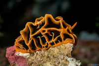 Reticulidia halgerda (Reticulidia Halgerda)