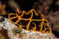 Reticulidia halgerda (Reticulidia Halgerda)