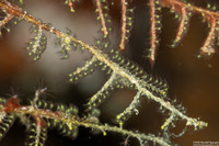 Zygophylax sp.1 (Zygophylax sp.1)