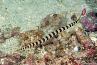 Dunckerocampus dactyliophorus (Ringed Pipefish)