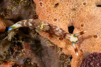 Nembrotha lineolata (Lined Nembrotha)