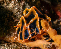 Reticulidia halgerda (Reticulidia Halgerda)