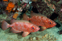 Heteropriacanthus cruentatus (Glasseye)