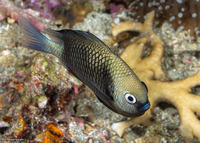Dascyllus reticulatus (Reticulated Dascyllus)