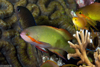 Pseudanthias huchtii (Threadfin Anthias)
