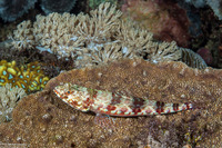 Synodus variegatus (Reef Lizardfish)