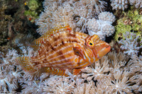 Pteragogus enneacanthus (Cockerel Wrasse)