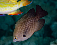 Pomacentrus brachialis (Charcoal Damsel)