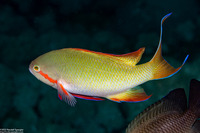 Pseudanthias huchtii (Threadfin Anthias)