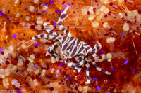 Zebrida adamsii (Zebra Urchin Crab)