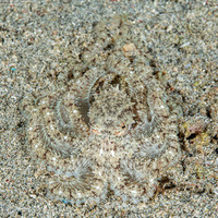 Thaumoctopus mimicus (Mimic Octopus)