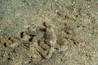 Thaumoctopus mimicus (Mimic Octopus)
