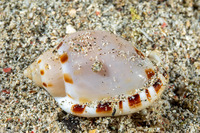 Casmaria erinaceus (Common Bonnet)