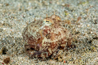 Amphioctopus marginatus (Coconut Octopus)