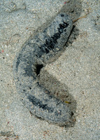 Holothuria atra (Black Sea Cucumber)