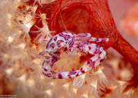 Lissoporcellana quadrilobata (Four-Lobed Porcelain Crab)