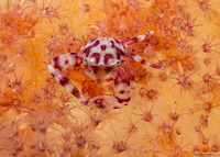 Lissoporcellana nakasonei (Soft Coral Porcelain Crab)