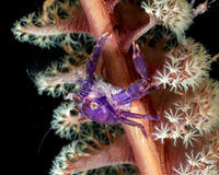 Lissoporcellana quadrilobata (Four-Lobed Porcelain Crab)