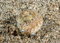 Ethalia guamensis (Guam Button Top Shell)