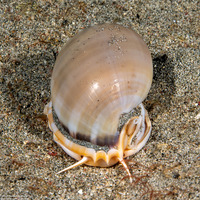Phalium glaucum (Grey Bonnet)