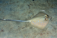 Neotrygon kuhlii (Blue-Spotted Stingray)
