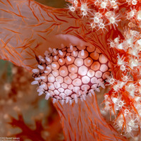 Margovula bimaculata (Banded Egg Cowrie)