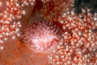 Margovula bimaculata (Banded Egg Cowrie)
